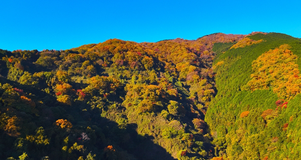 広大な自社山林の保有