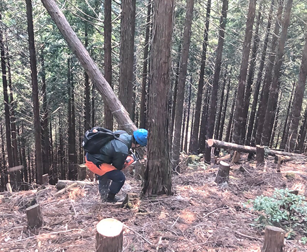 forestry business